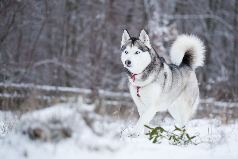 what is the price of husky dog in india