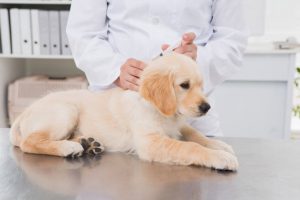 Labrador Vaccination Cost in India