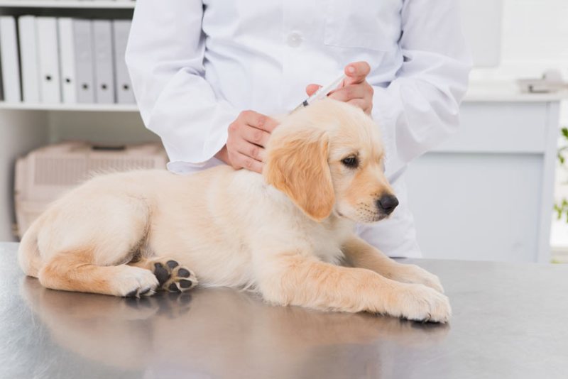 Dog Annual Vaccination Cost