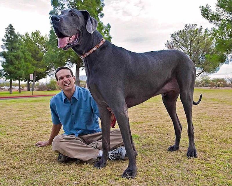 Largest Dog In The World 2024 - Jeanne Pegeen