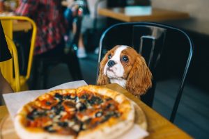 3 Best Dog Friendly Malls in Miami