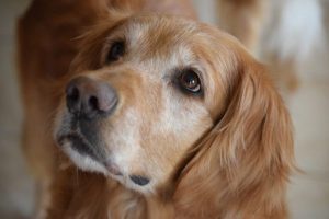 11 Dog Breeds That Are Not Aggressive