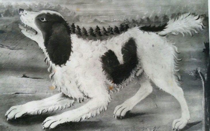 Norfolk Spaniel extinct