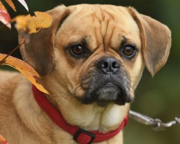 Puggle; Beagle and Pug Mix, Characteristics & More