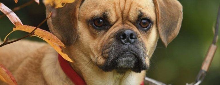 Puggle; Beagle and Pug Mix, Characteristics & More