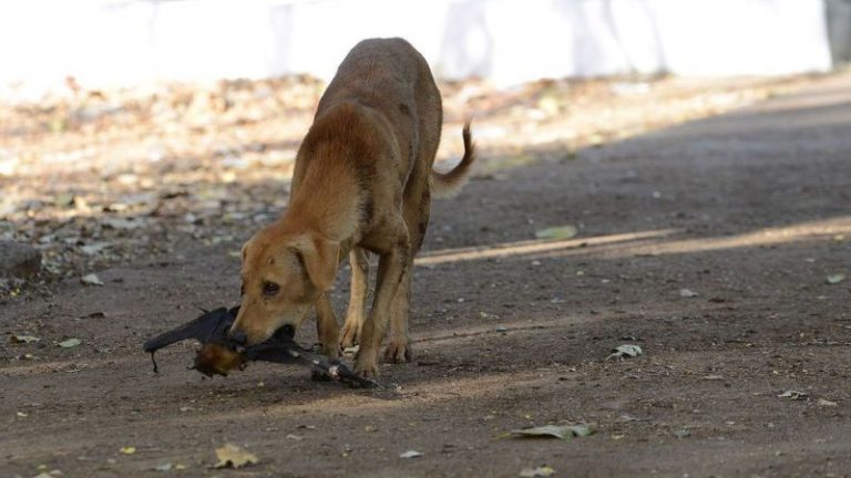 Rabies Vaccine For Dogs Cost In India DogCrunch