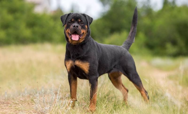 what is the price of rottweiler puppy in india