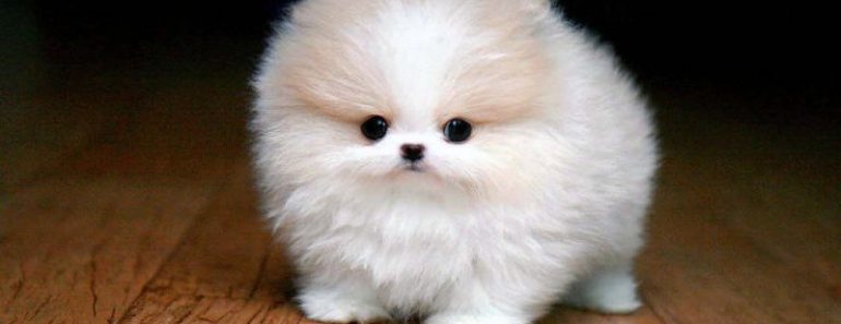 Top 10 Smallest Dog Breeds in the World