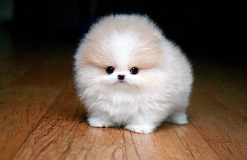 top-10-smallest-dog-breeds-in-the-world-dogcrunch