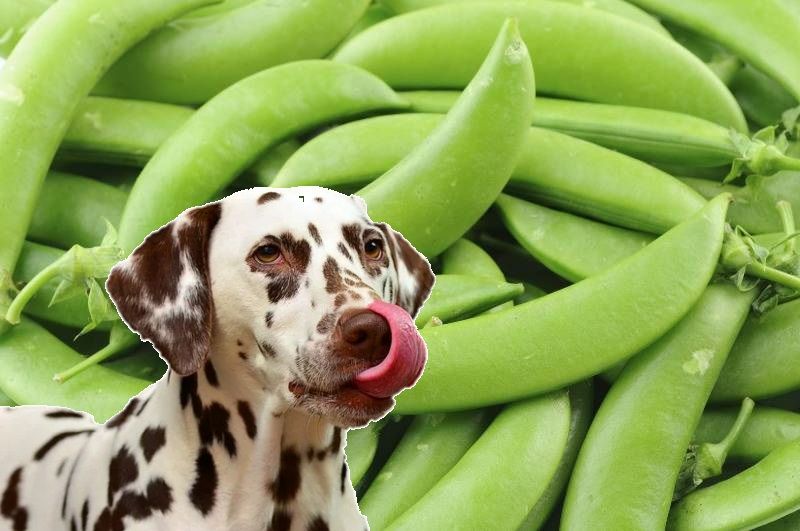 can poodles eat peas