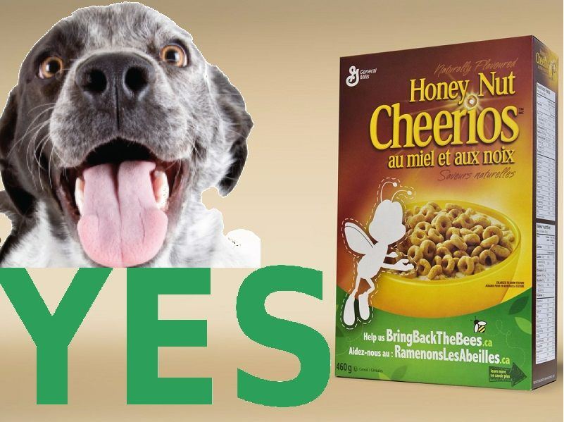 Are honey nut shop cheerios bad for dogs