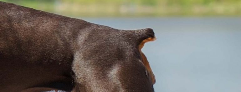 Tail Docking Rules in India – Legal or Illegal?