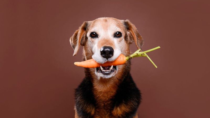 vegetarian dog breeds