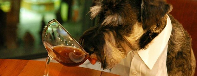 10 Best Dog Friendly Wineries in Livermore