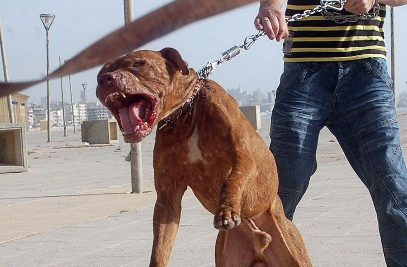 are pitbull terriers aggressive