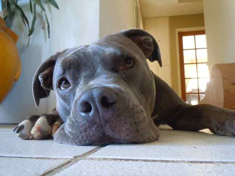 Why Are Blue Nose Pitbulls Rare? - DogCrunch