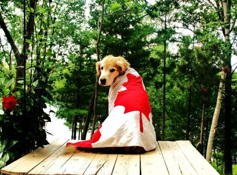 top-10-dog-food-brands-in-canada-dogcrunch