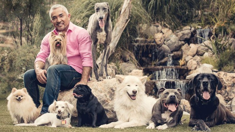 who is the best dog trainer in the world