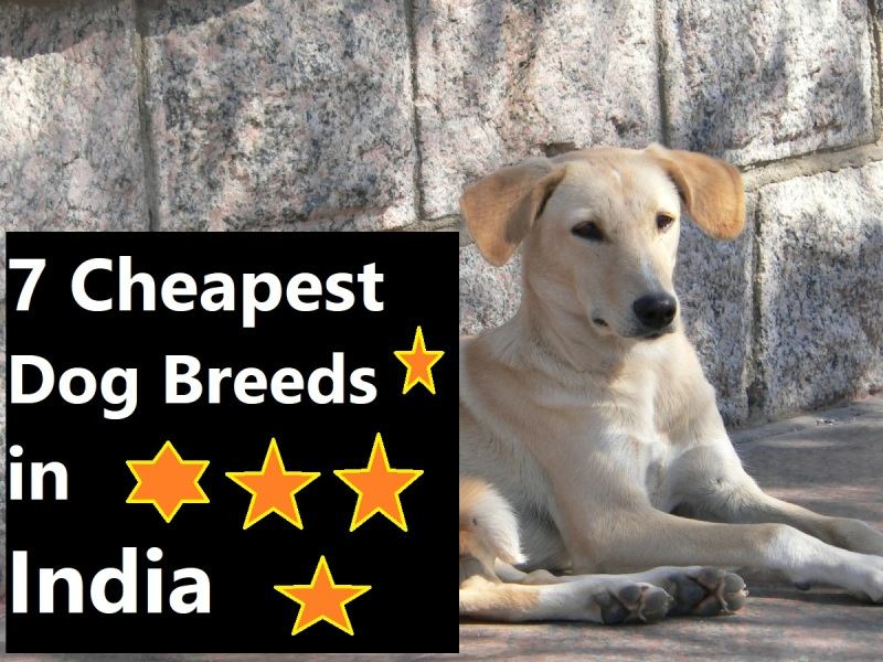 price of dog breeds in india