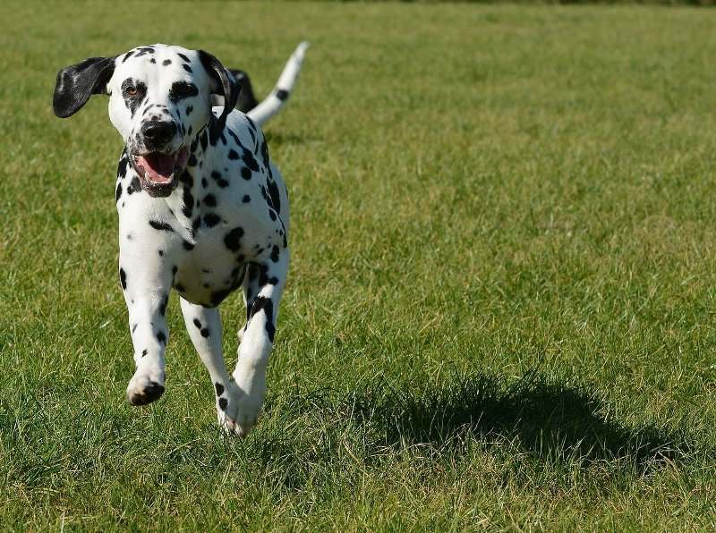 Dalmatian Racing