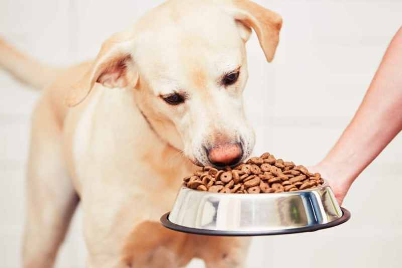 Top 10 Dog Food Brands in Australia DogCrunch