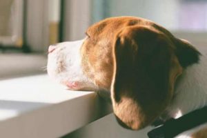 10 Dog Breeds That Can Be Left Alone