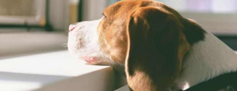 10 Dog Breeds That Can Be Left Alone