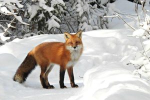 10 Dog Breeds That Look Like Foxes