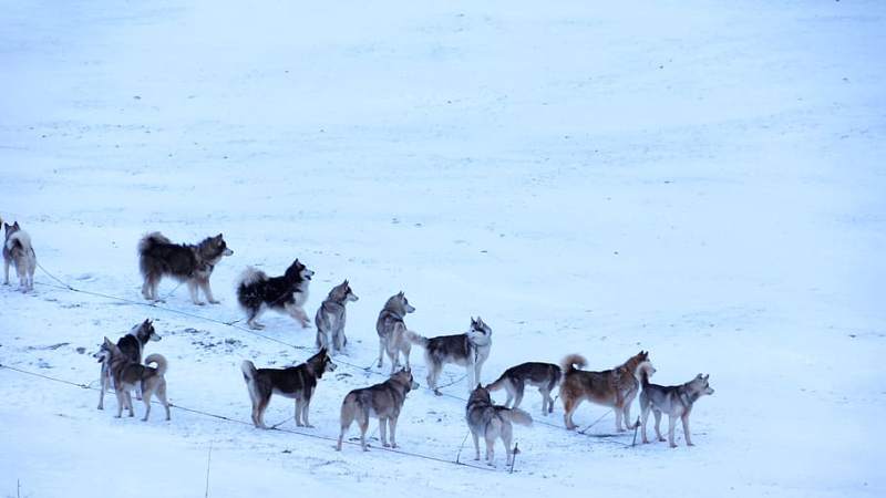 why are husky dogs banned in antarctica