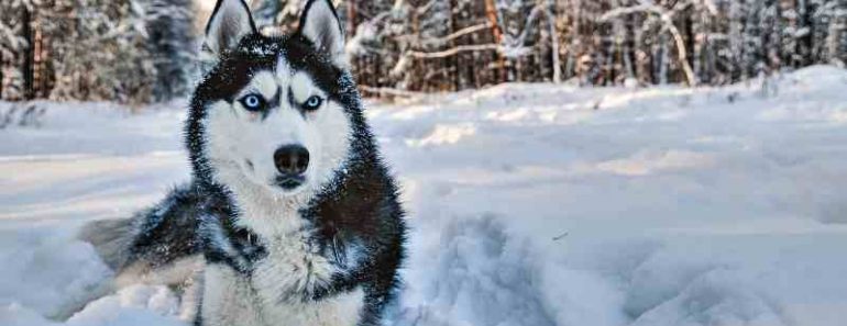 Siberian Husky Diet in the Wild