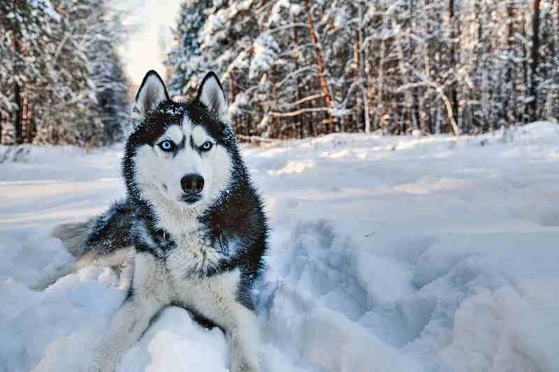 Siberian Husky Diet in the Wild DogCrunch