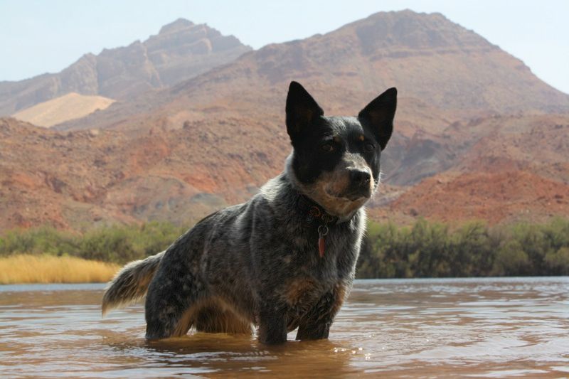 7 Best Dog Friendly Hikes in Tucson - DogCrunch