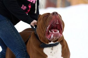 11 Signs a Pitbull Will Attack