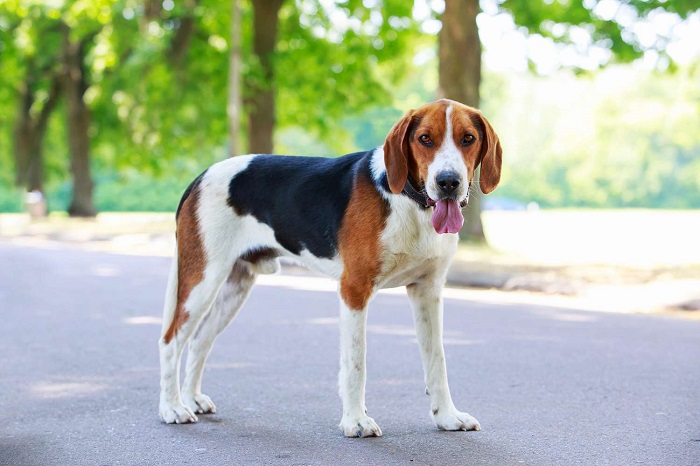 American Foxhound Dog