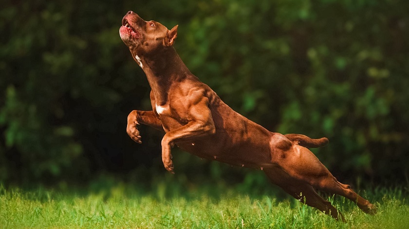 American Pitbull Terrier Dog