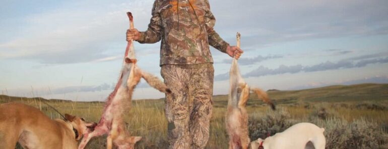 12 Dog Breeds Used For Coyote Hunting