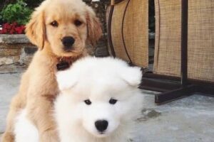 15 Dog Breeds Used In Movies