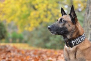 15 Dog Breeds Used For Police Work