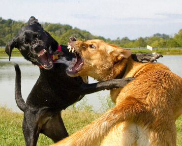 15 Dog Breeds Used For Dog Fighting