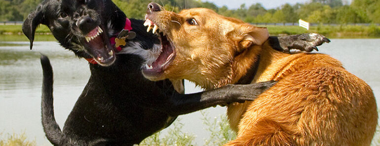 15 Dog Breeds Used For Dog Fighting