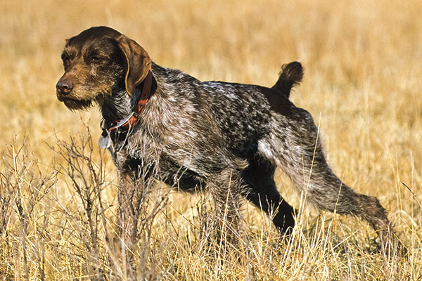 German Wirehaired Pointer Dog