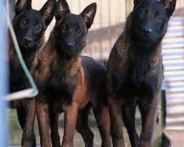 10 Dog Breeds Used For Security