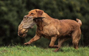 10 Dog Breeds Used For Rabbit Hunting - DogCrunch