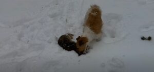 10 Dog Breeds Used For Rabbit Hunting - DogCrunch