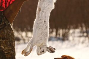 10 Dog Breeds Used For Rabbit Hunting