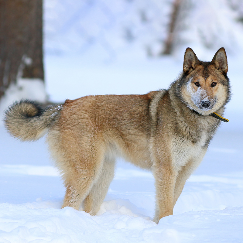West Siberian Laika Dog