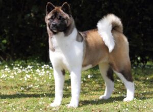 8 Dog Breeds With Standing Ears DogCrunch 8-dog-breeds-with-standing-ears-dogcrunch