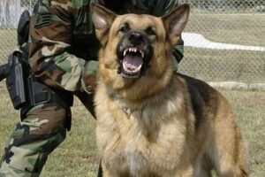 8 Dog Breeds Used In Indian Army