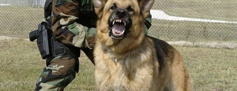 8 Dog Breeds Used In Indian Army