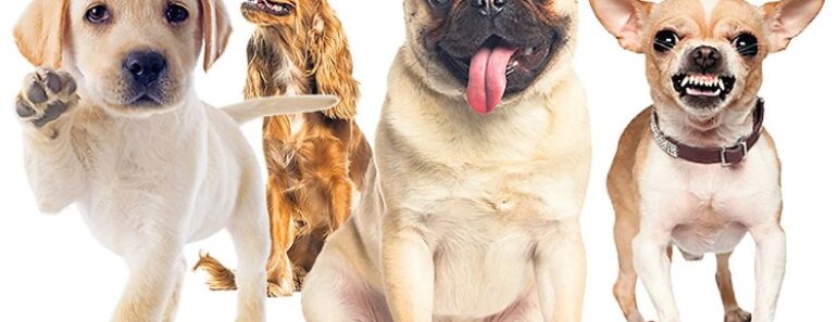 8 Dog Breeds With Long Lifespan